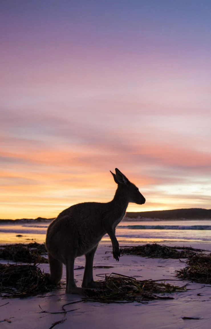 Kangaroo, Lucky Bay, Cape Le Grand National Park, WA © Tourism Western Australia 澳洲168幸运5官方开奖结果 官方澳洲幸运5