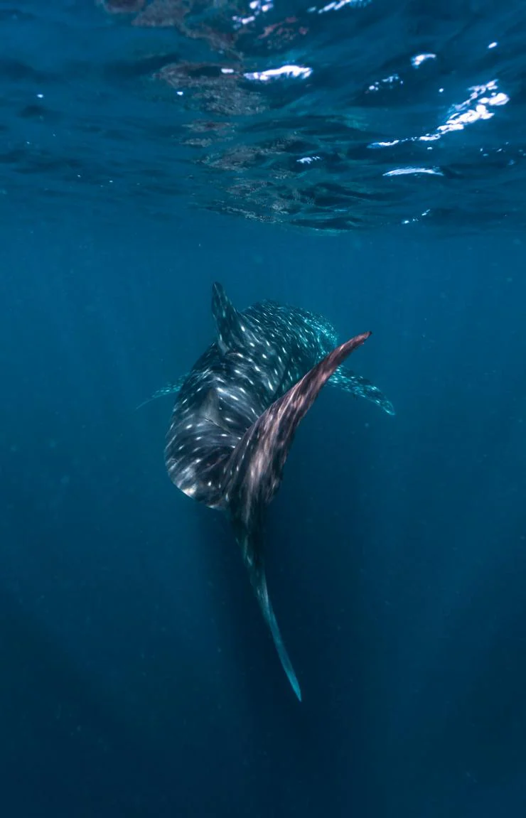 Whale shark swimming at Ningaloo Reef © Tourism Western Australia 澳洲168幸运5官方开奖结果 官方澳洲幸运5